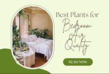 Best plants for improving bedroom air quality