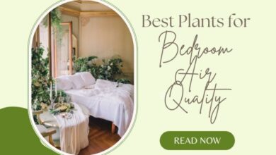 Best plants for improving bedroom air quality