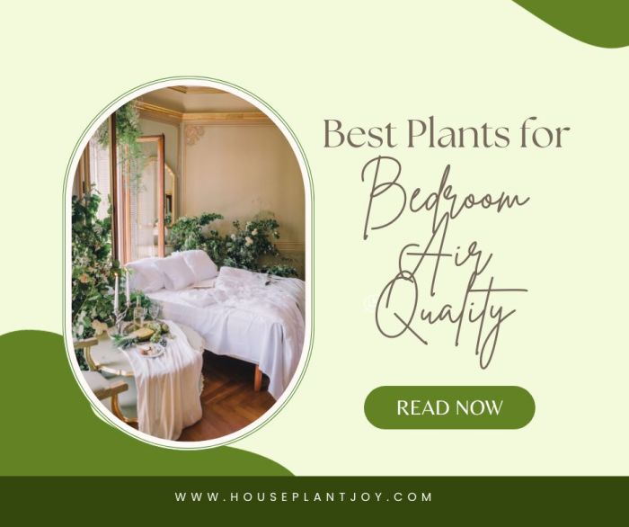 Best Plants for Bedroom Air Quality - HouseplantJoy.com Best plants for improving bedroom air quality